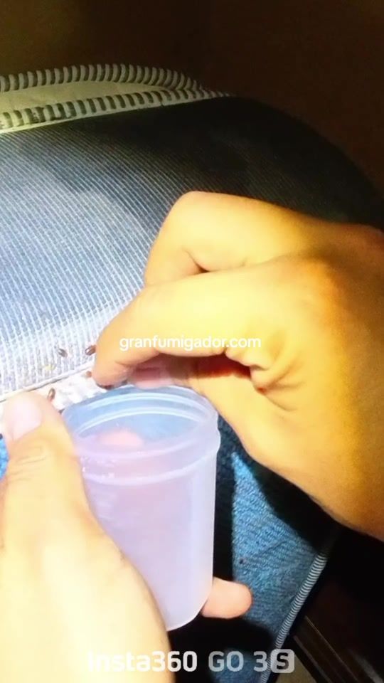 TikTok video thumbnail by fumigacionescdmx