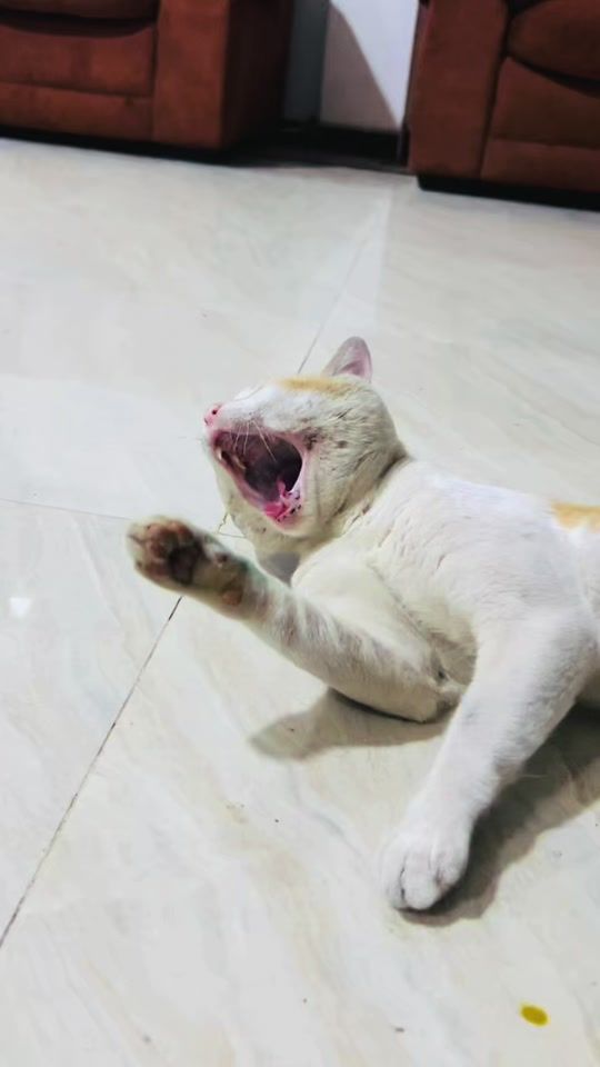 TikTok video thumbnail by __.tutuuu.__