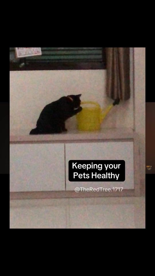 TikTok video thumbnail by theredtree.1717
