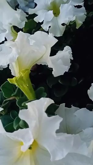 TikTok video thumbnail by harshi.mali822