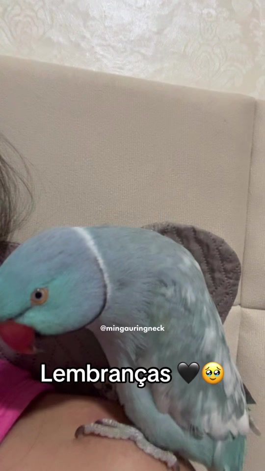 TikTok video thumbnail by mingauringneck