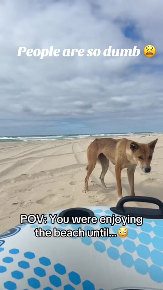 TikTok video thumbnail by marleygrubby