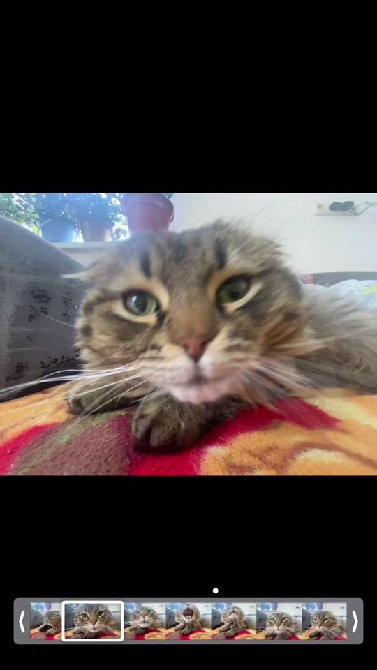 TikTok video thumbnail by bibi_yoy_bi
