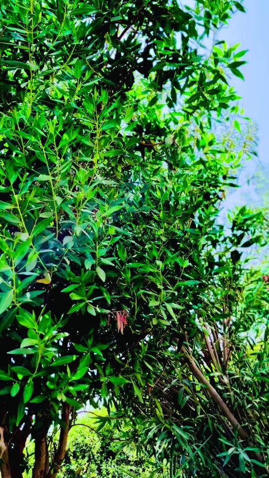 TikTok video thumbnail by rk_sindhi_