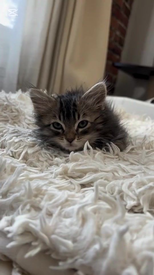 TikTok video thumbnail by serarturik
