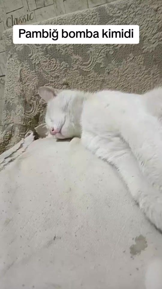 TikTok video thumbnail by damadi_89