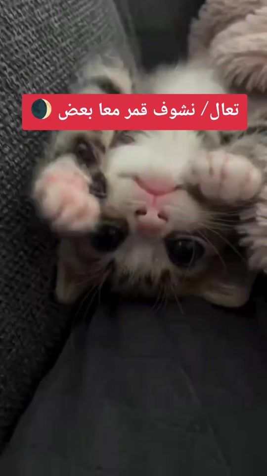 TikTok video thumbnail by dra55556