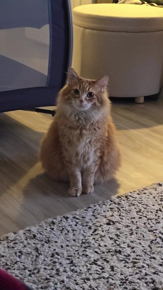 TikTok video thumbnail by walter.the.catt