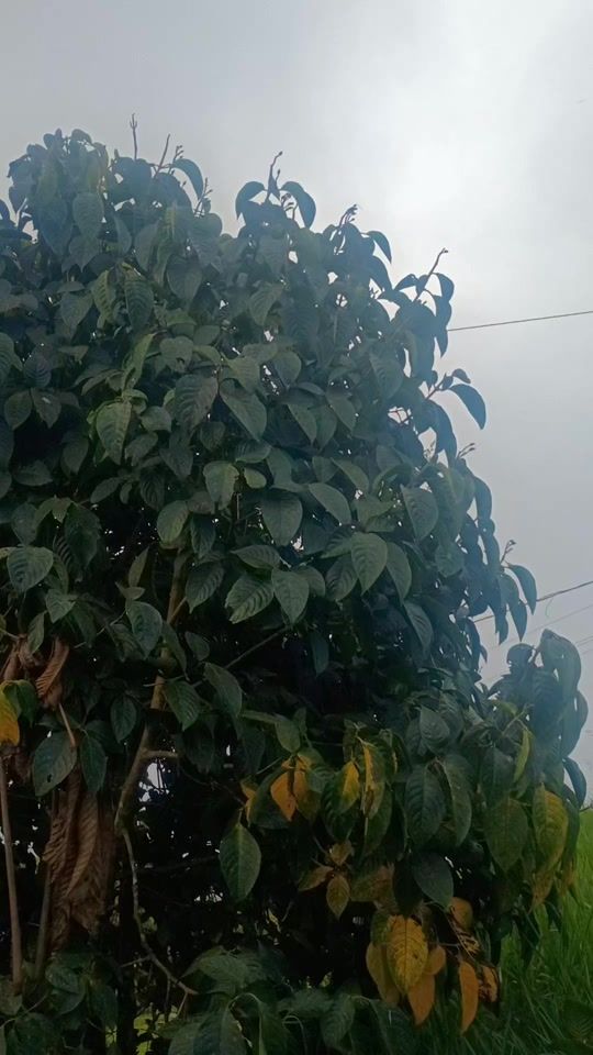 TikTok video thumbnail by ntegv