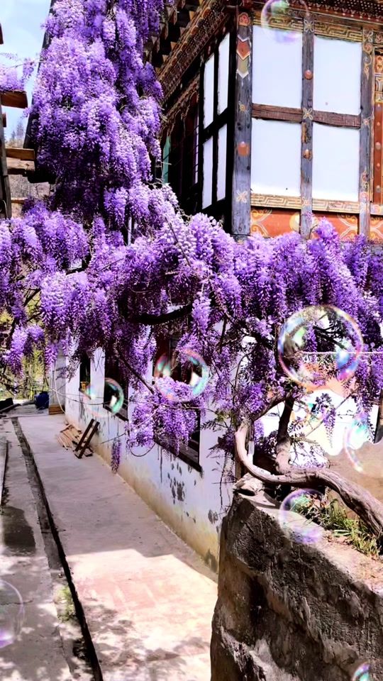 TikTok video thumbnail by sonamcc3