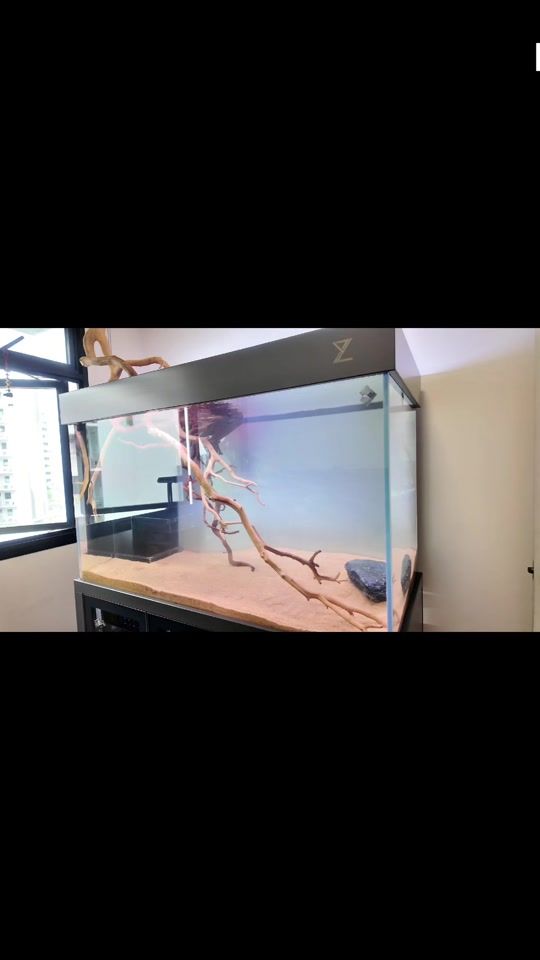 TikTok video thumbnail by zyfishtanks