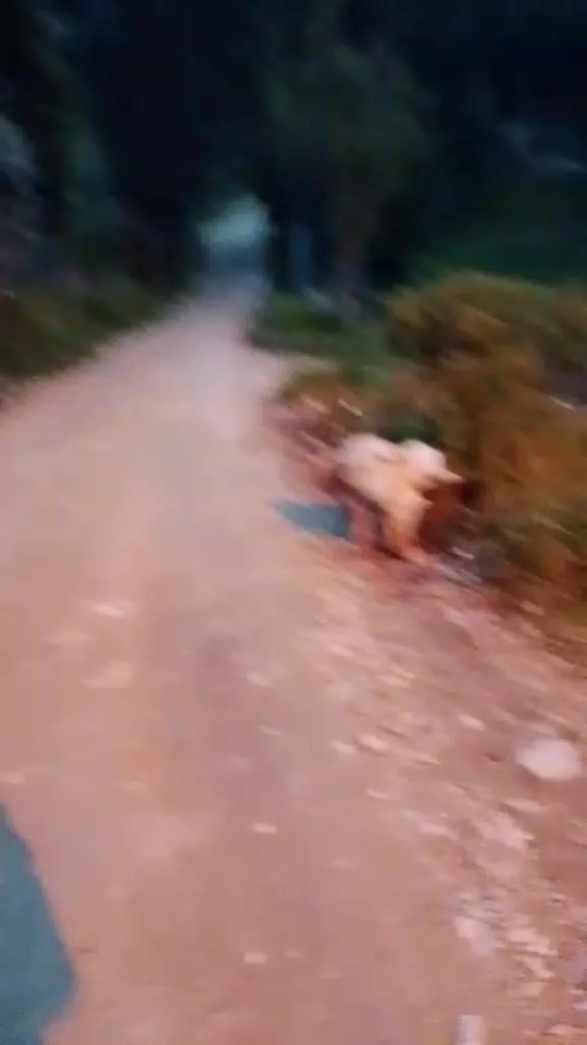 TikTok video thumbnail by tuguiasmispasos