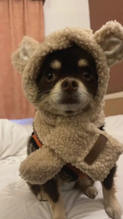 TikTok video thumbnail by chiwawa.kuma
