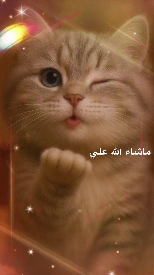 TikTok video thumbnail by anwarloo8