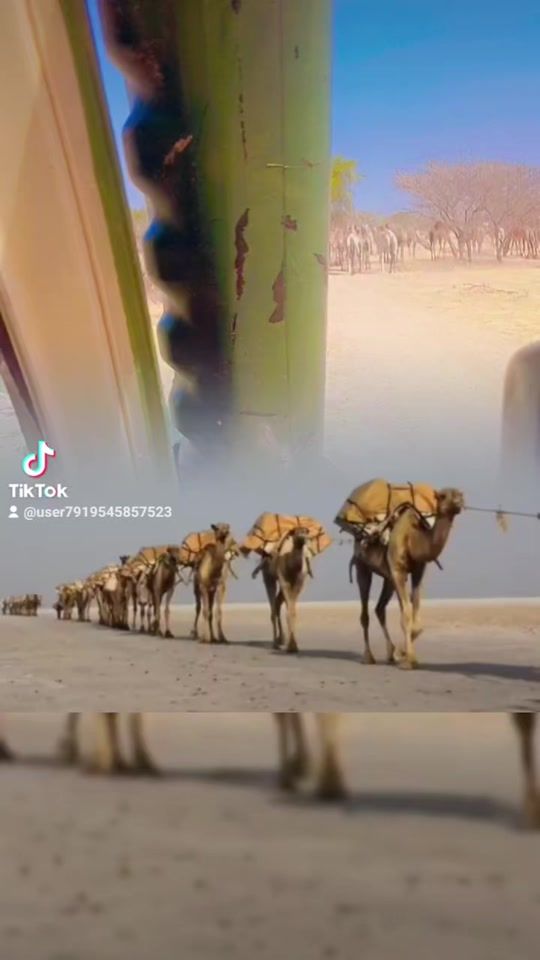 TikTok video thumbnail by user7919545857523