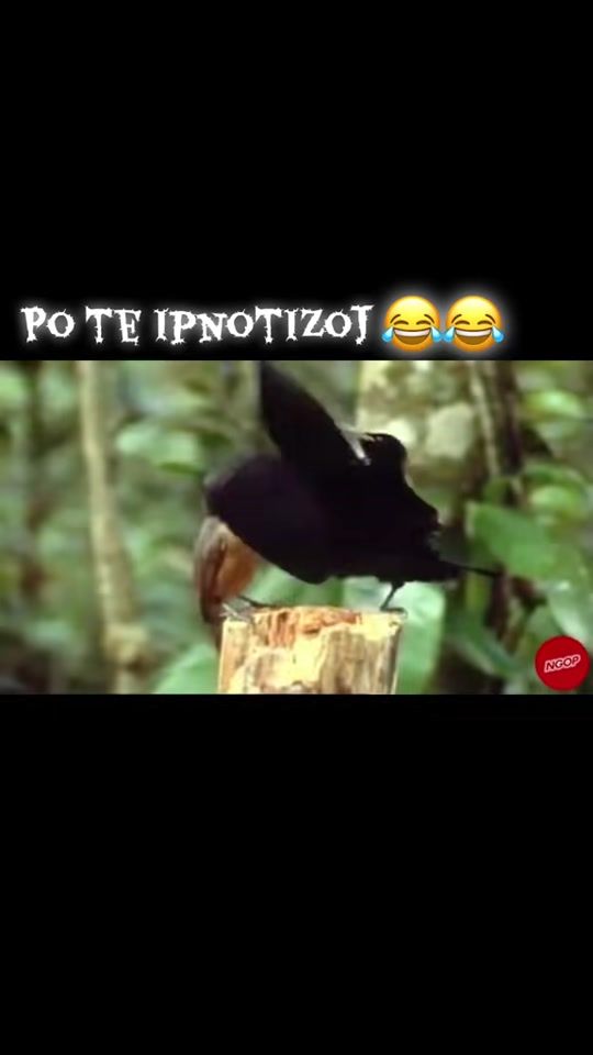 TikTok video thumbnail by alkid.92