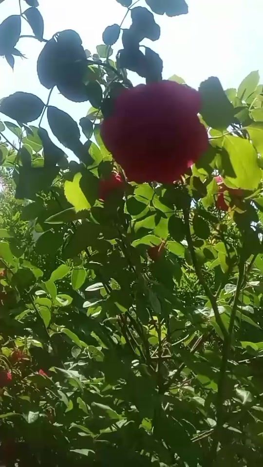 TikTok video thumbnail by milka_6432