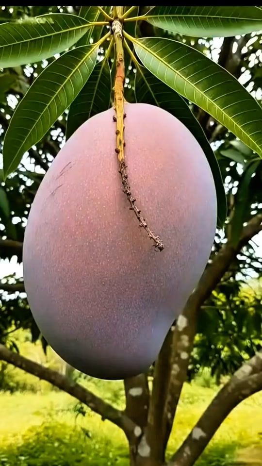 TikTok video thumbnail by phillybae1234