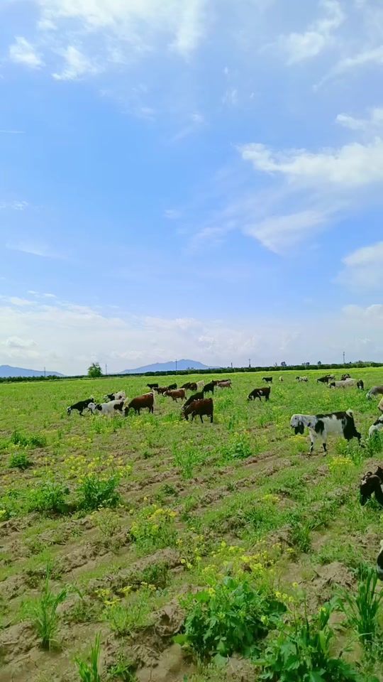 TikTok video thumbnail by esmer.adam_4701