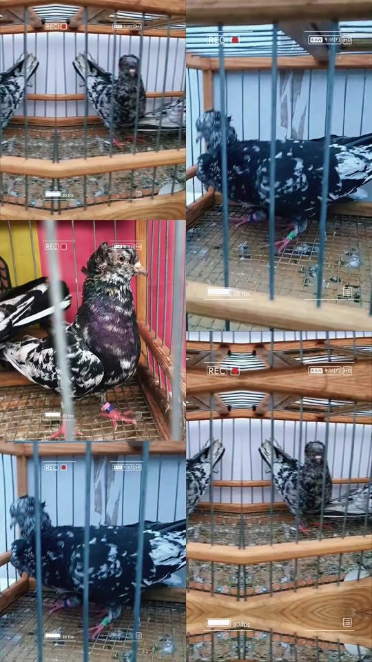 TikTok video thumbnail by jora8406