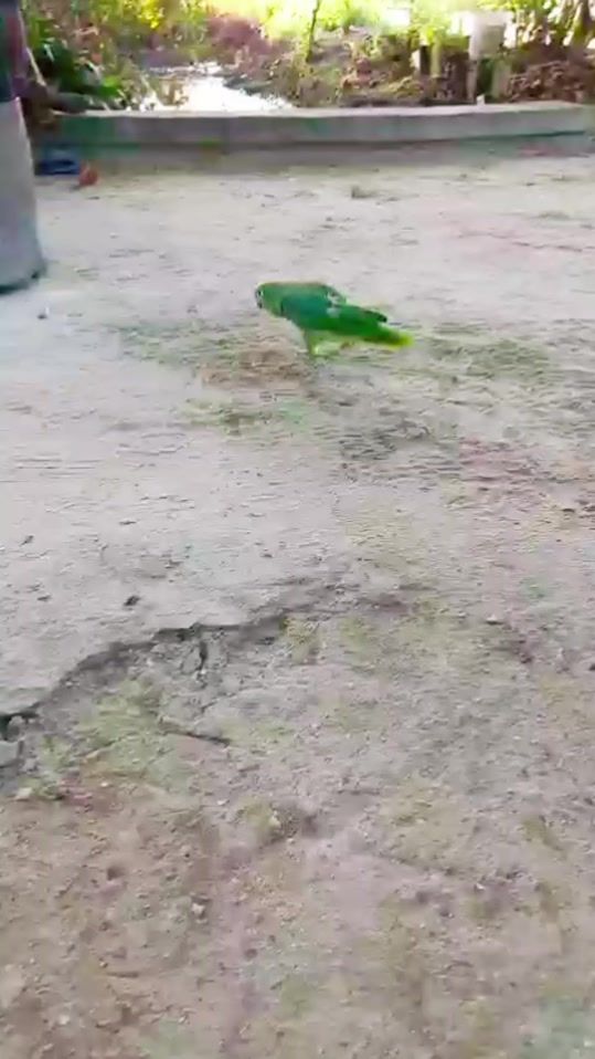 TikTok video thumbnail by saskiachaitram97
