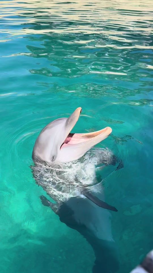 TikTok video thumbnail by oceanworldrd