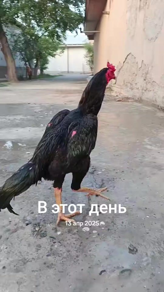TikTok video thumbnail by sam0237870