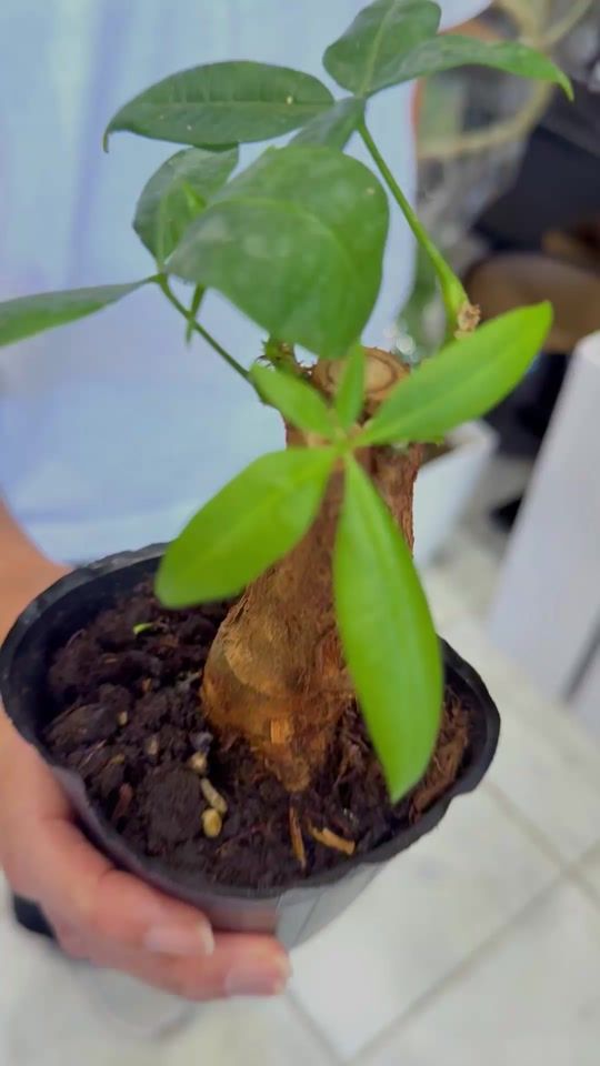 TikTok video thumbnail by nanoha.plants