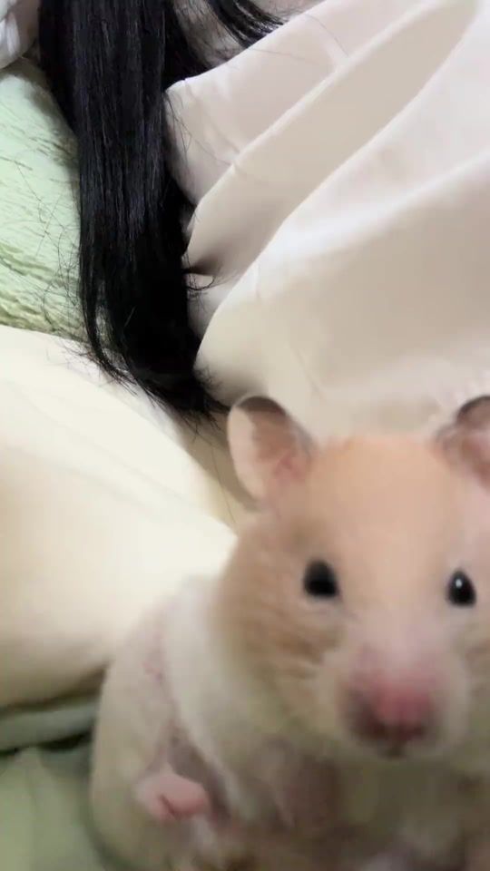 TikTok video thumbnail by hank_1109