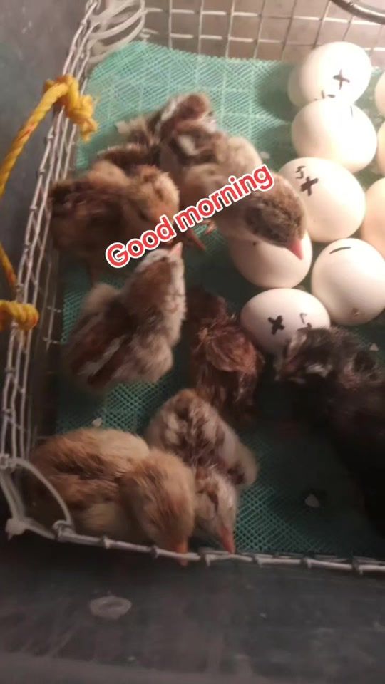 TikTok video thumbnail by ram__1974