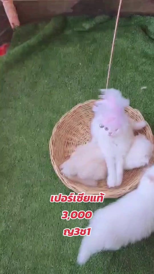 TikTok video thumbnail by cat_udonfarm