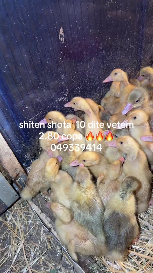 TikTok video thumbnail by bertani.comerc