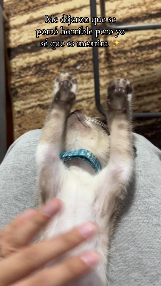 TikTok video thumbnail by luayemele