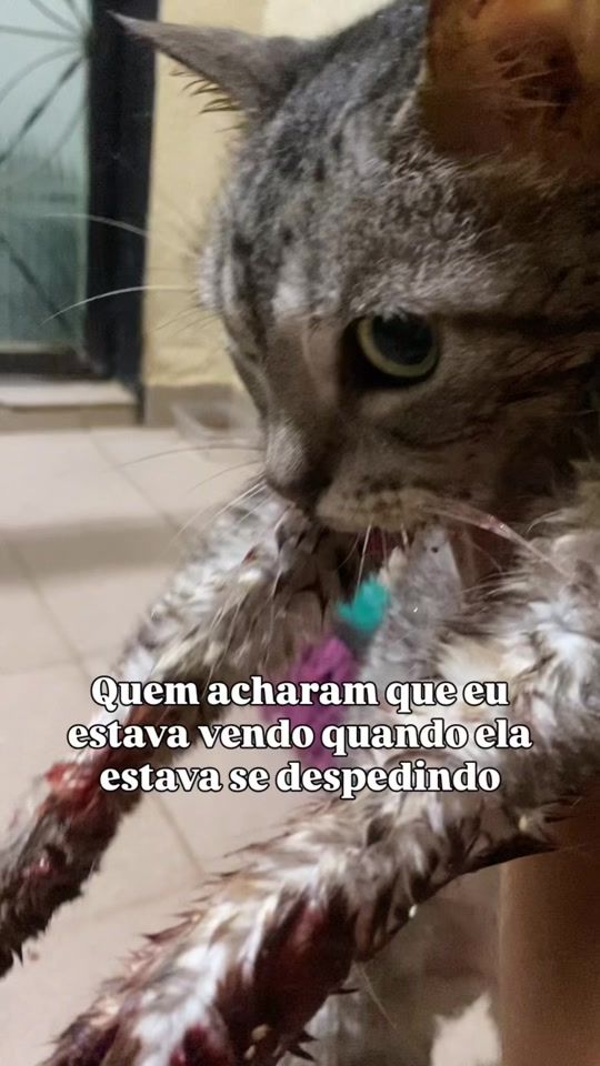 TikTok video thumbnail by bondedafofo
