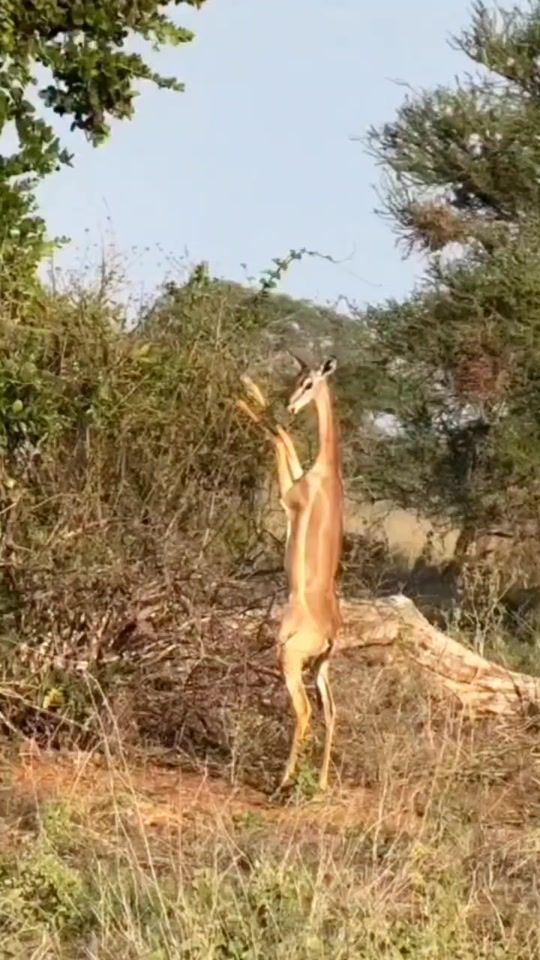 TikTok video thumbnail by untamed_wilderness