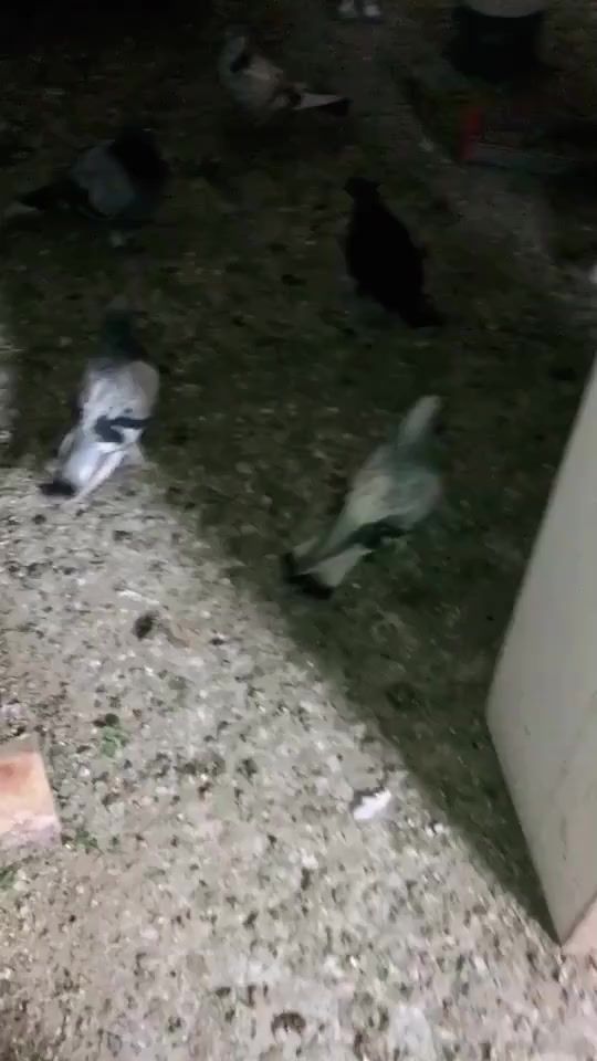 TikTok video thumbnail by ozer62