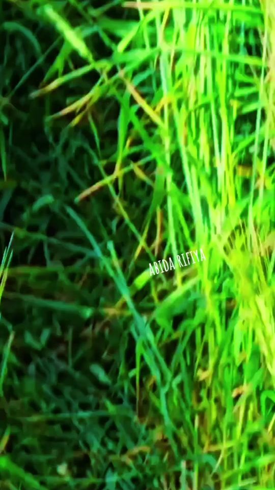 TikTok video thumbnail by abida_rif