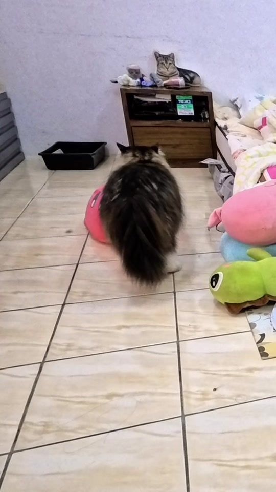 TikTok video thumbnail by mr_die_die