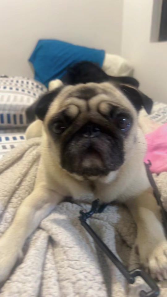 TikTok video thumbnail by dolores_thepug
