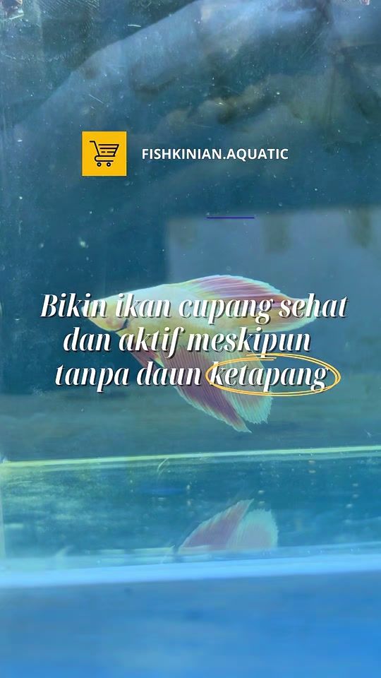 TikTok video thumbnail by fishkinian
