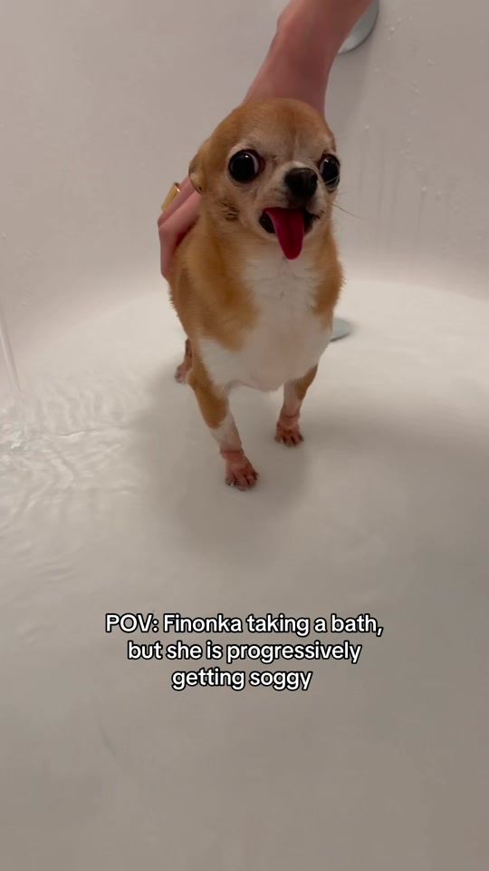 TikTok video thumbnail by pipinofina