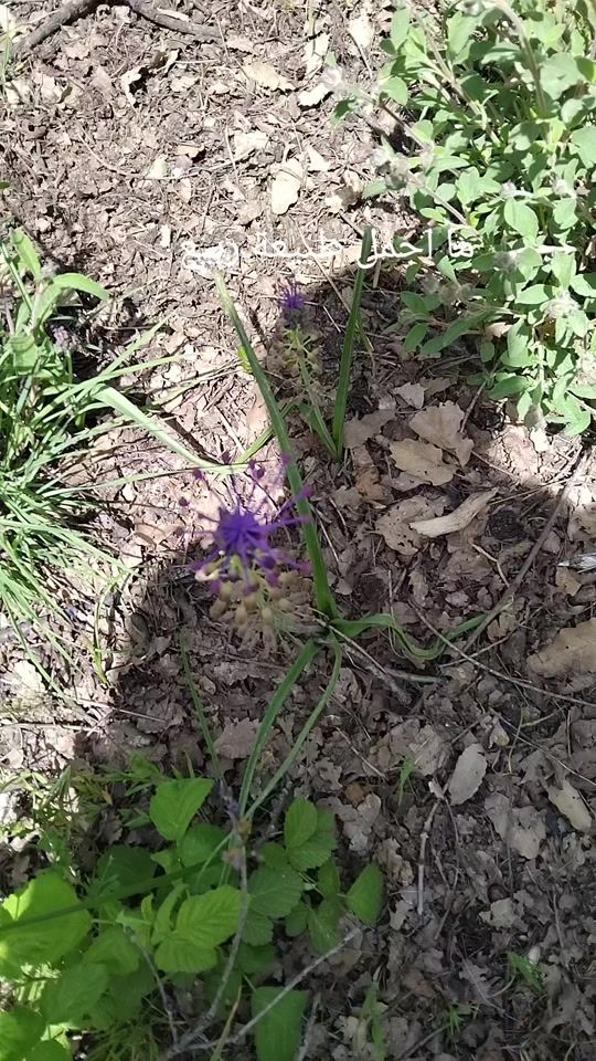 TikTok video thumbnail by selwaxelil