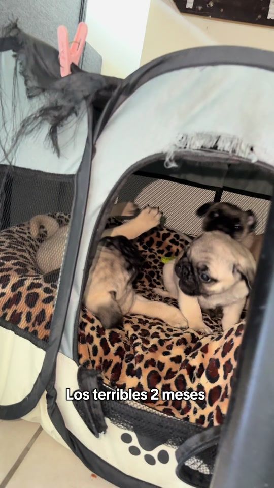 TikTok video thumbnail by bernardoelpug