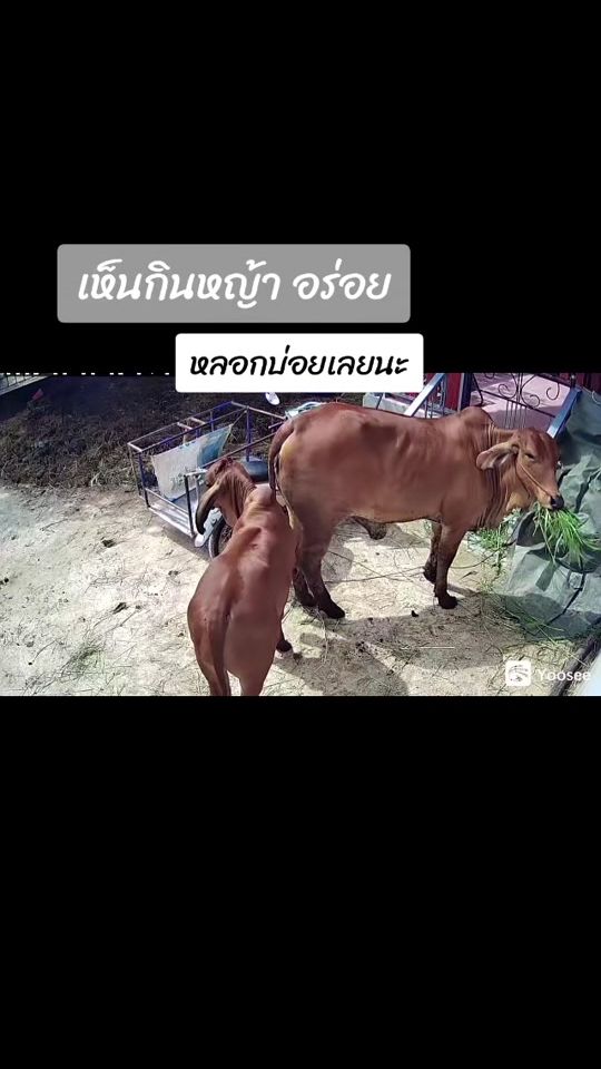 TikTok video thumbnail by kea261240