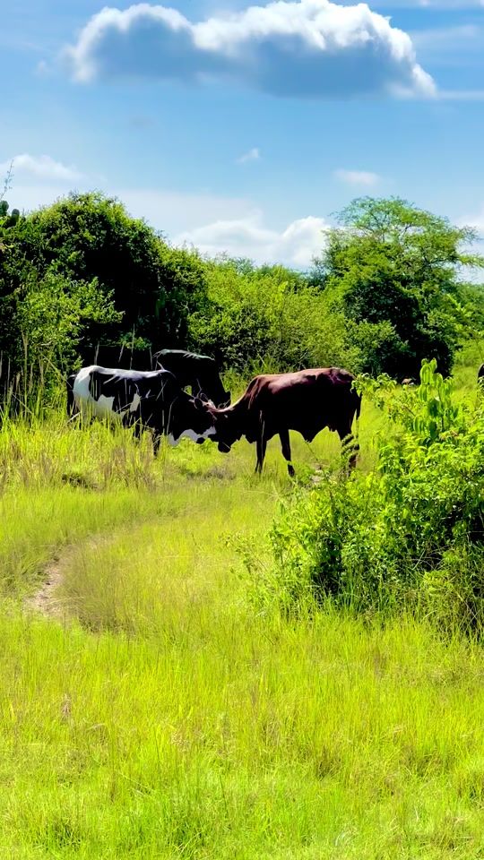 TikTok video thumbnail by emreken2