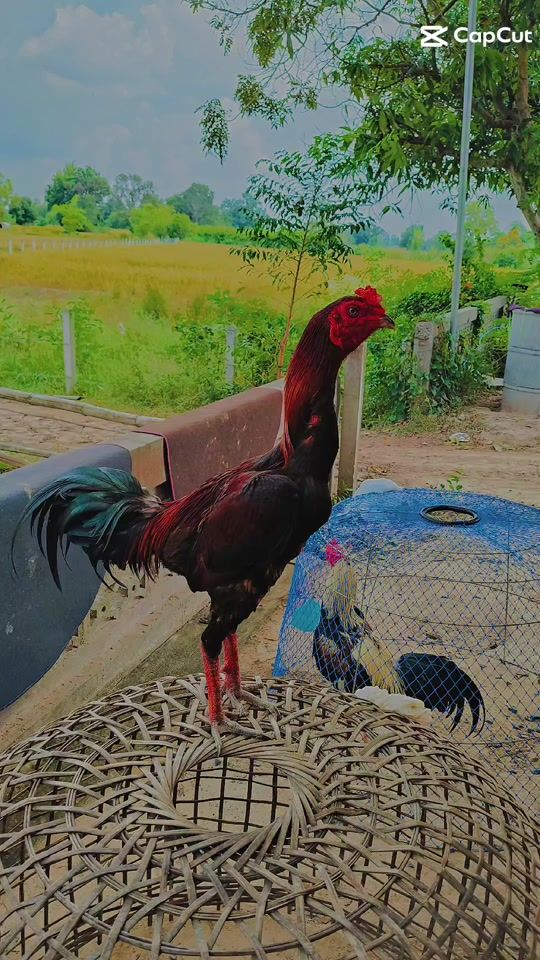 TikTok video thumbnail by yokkk_44