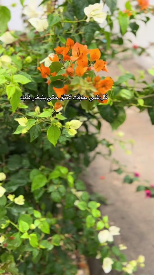 TikTok video thumbnail by saaef.h