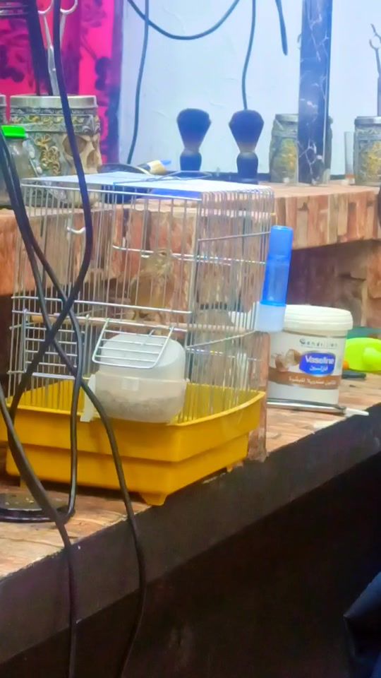 TikTok video thumbnail by adell_didi