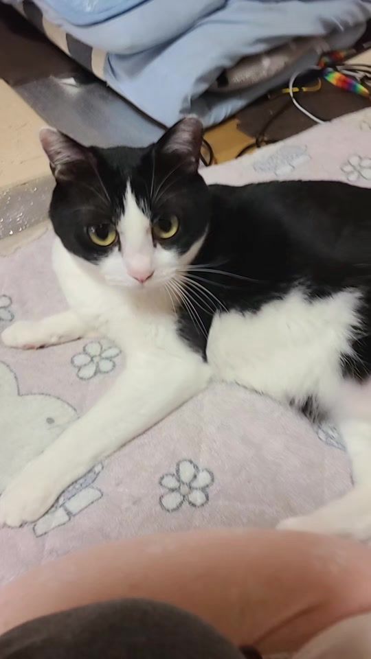 TikTok video thumbnail by sy03016