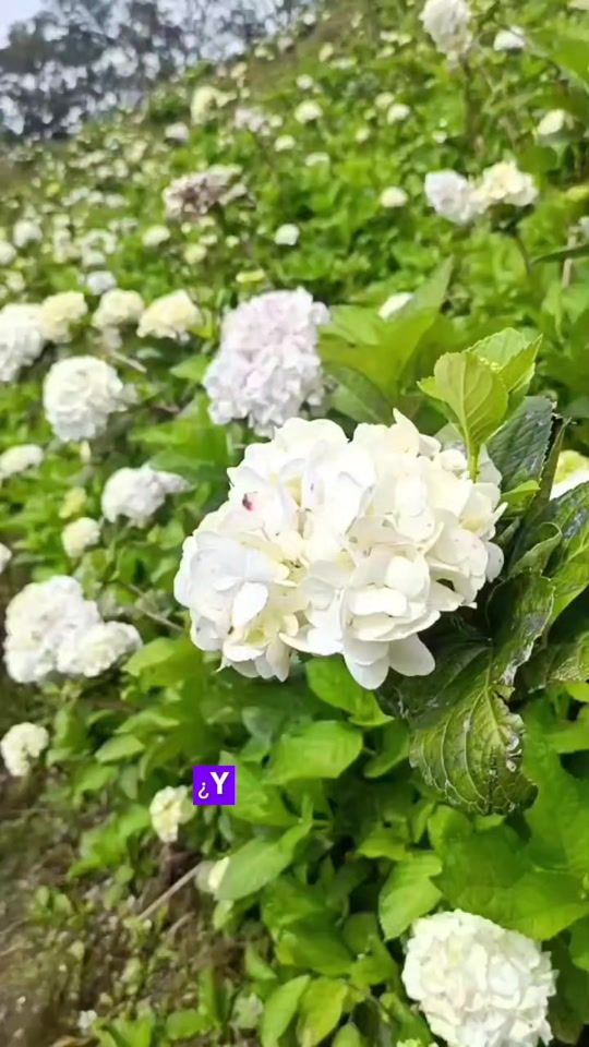 TikTok video thumbnail by turistikahn